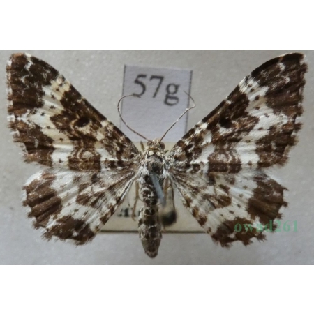 Epirrhoe tristata (Linnaeus, 1758) Paśnik posmutek Czech57g